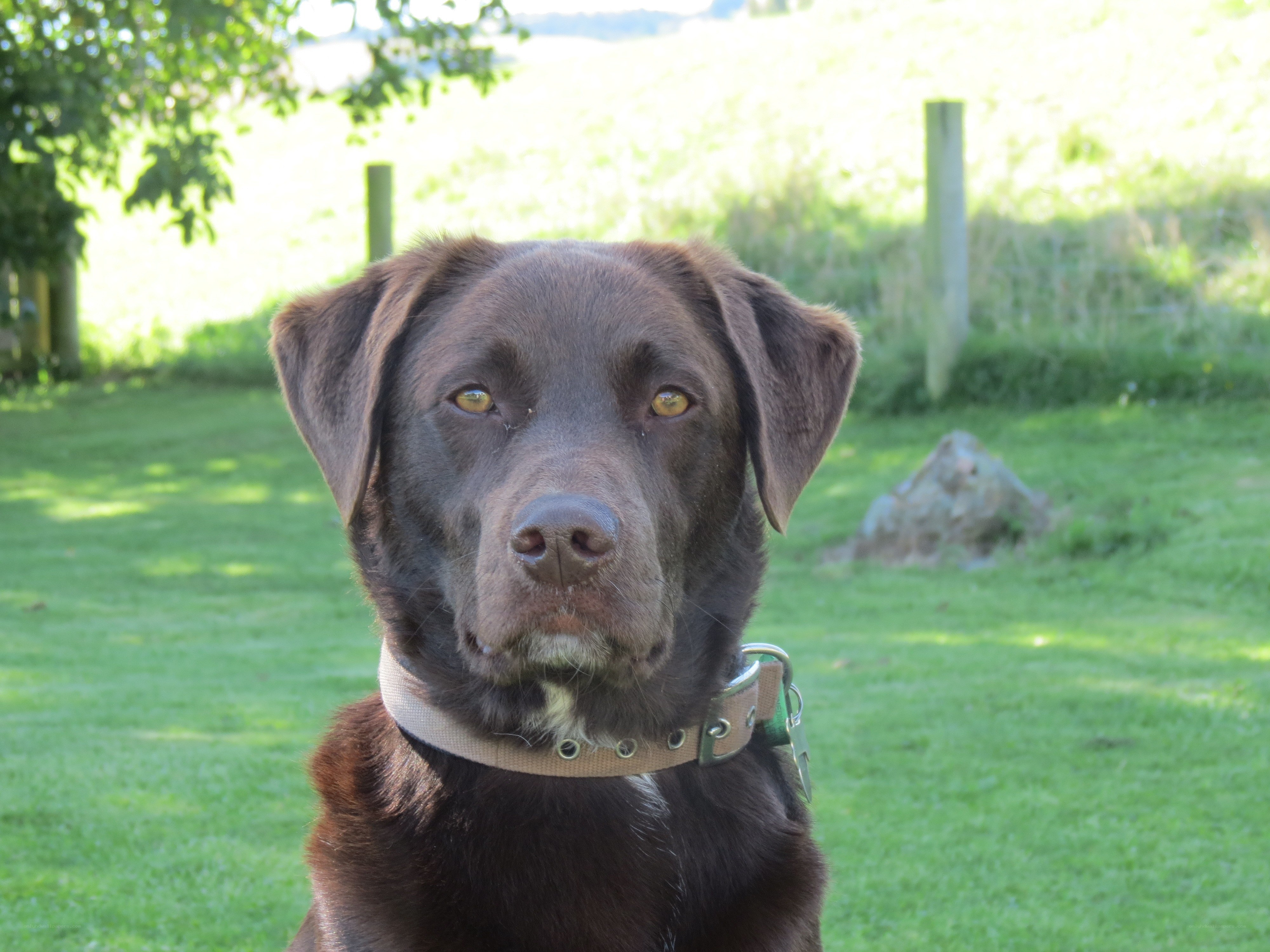Chocolate Labrador in a garden