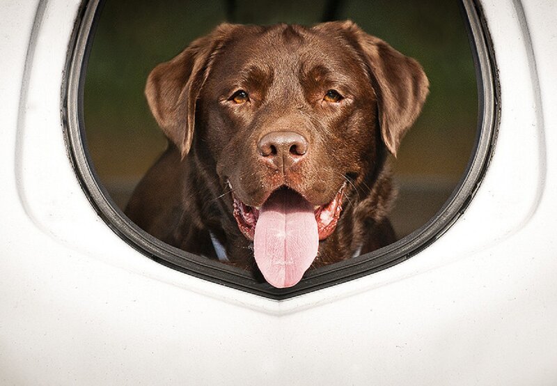 Chocolate Labrador in Car