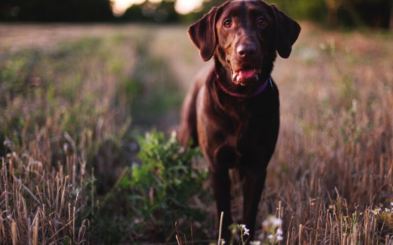 Chocolate Labrador in Field — Brown