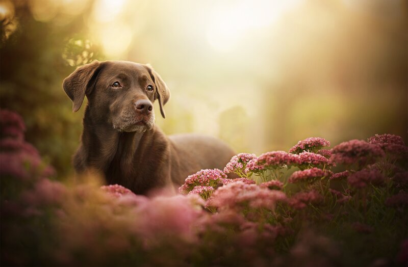 Chocolate Labrador in Flowers