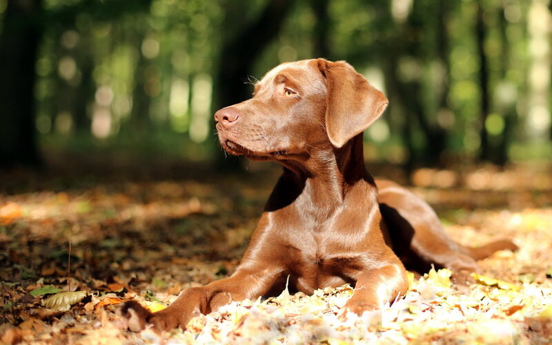 Chocolate Labrador in Forest — Brown