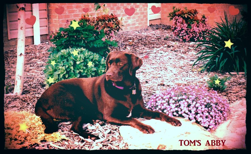 Chocolate Labrador in Garden