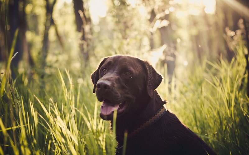 Chocolate Labrador in Grass — Brown