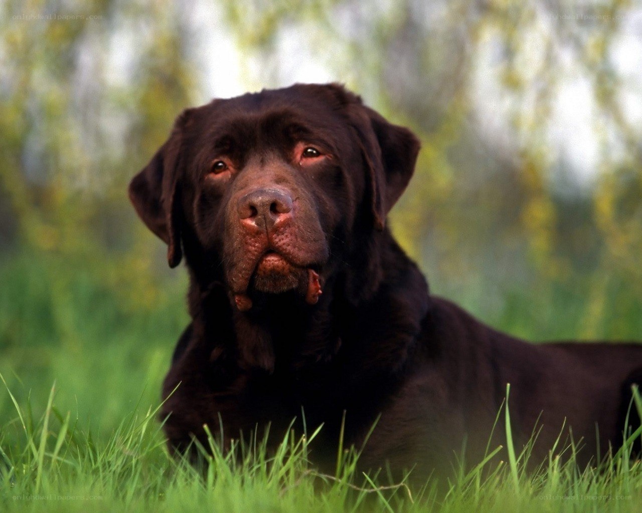 Chocolate Labrador in grass