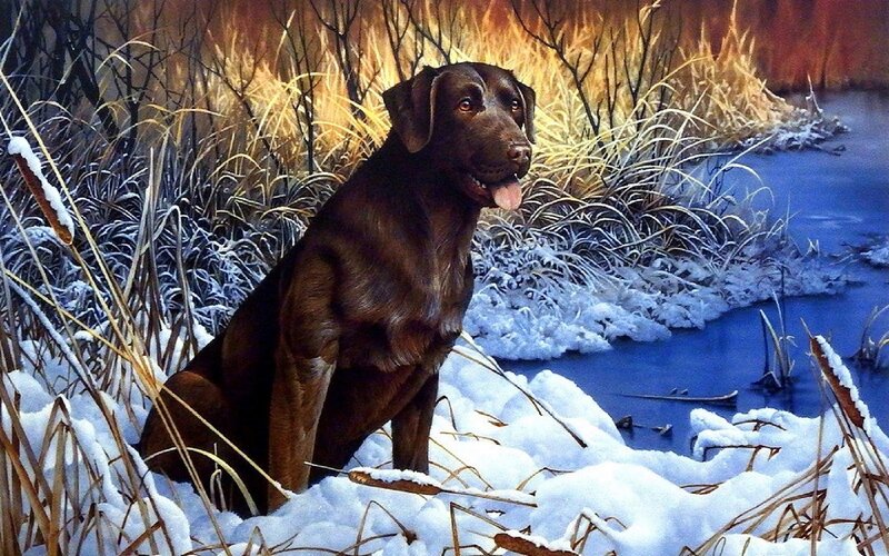 Chocolate Labrador in Snow — Brown, Calm