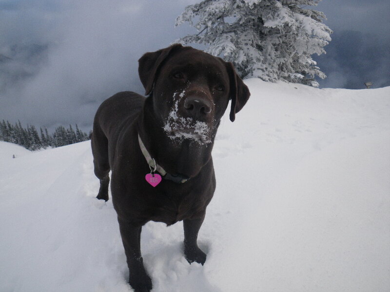 Chocolate Labrador in Snow — Brown