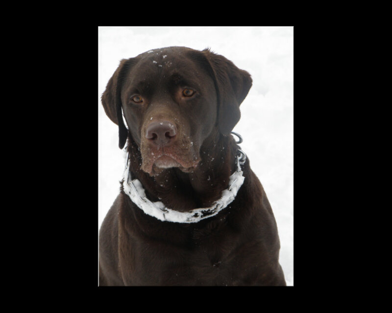 Chocolate Labrador in Snow