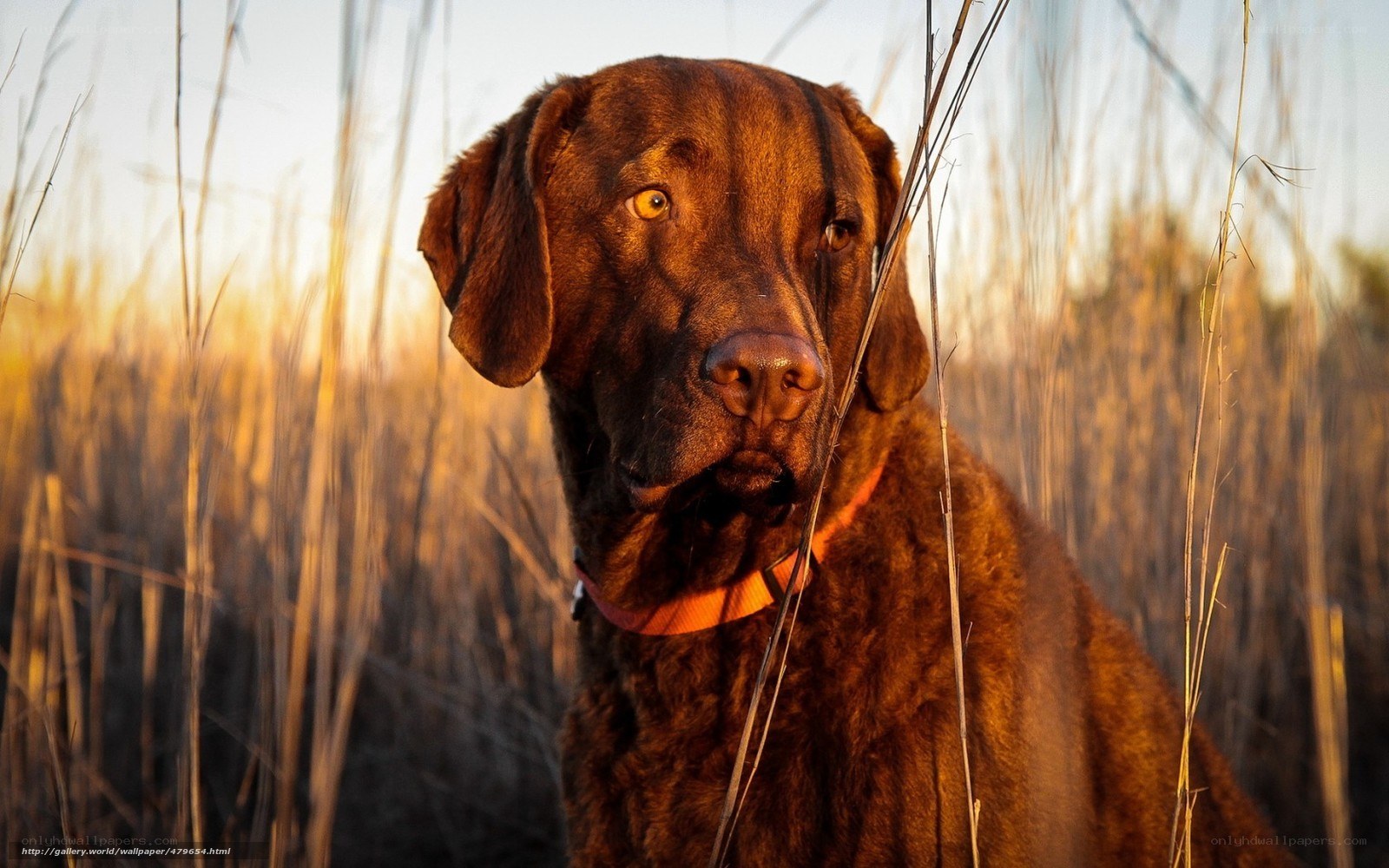 Chocolate Labrador in Sunlight