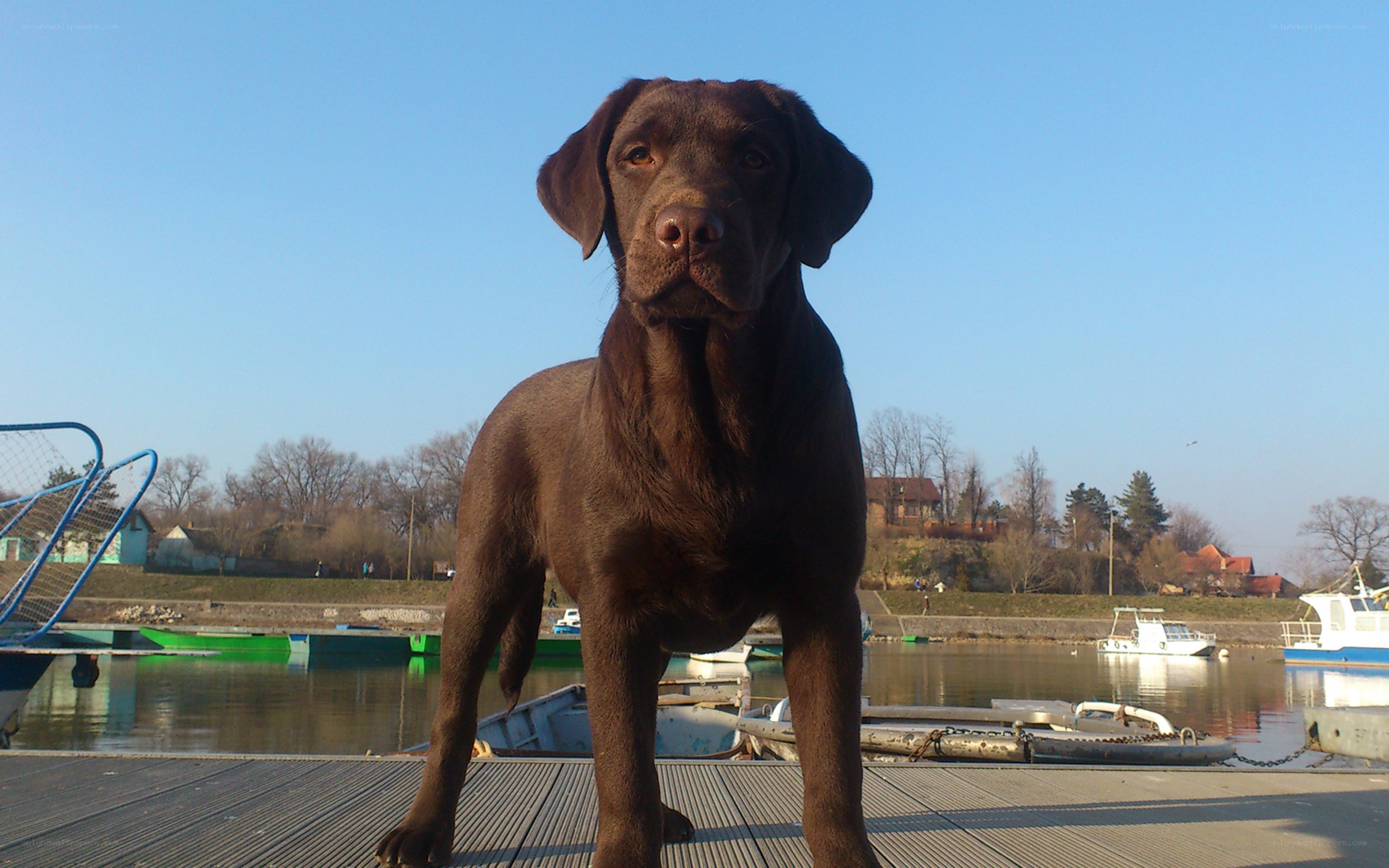 Chocolate Labrador on a dock