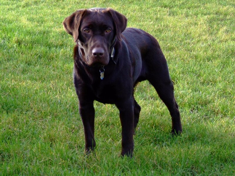 Chocolate Labrador on grass