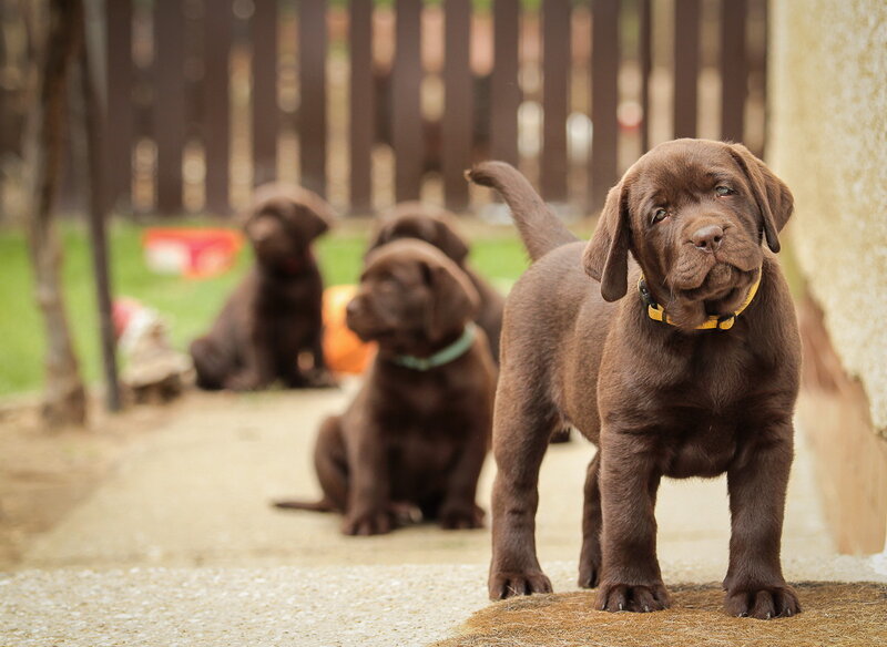 Chocolate Labrador Puppies — Brown, Calm, Afternoon