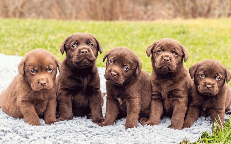 Chocolate Labrador Puppies — Brown, Calm