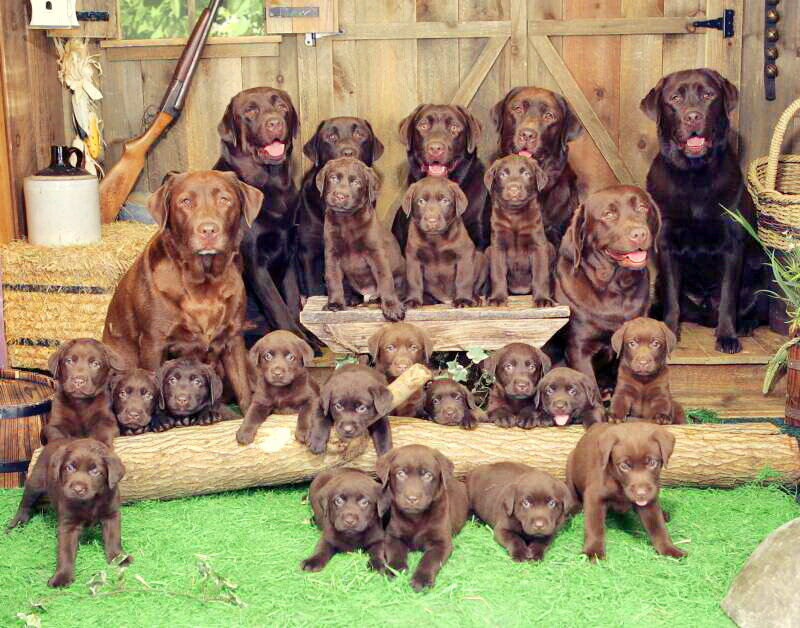 Chocolate Labrador Puppies — Brown