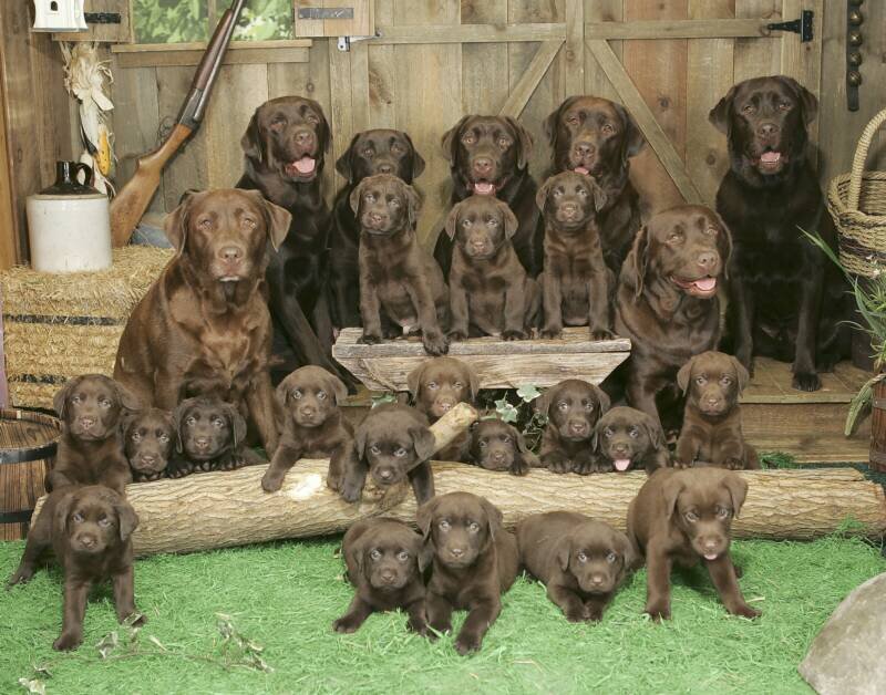 Chocolate Labrador Puppies