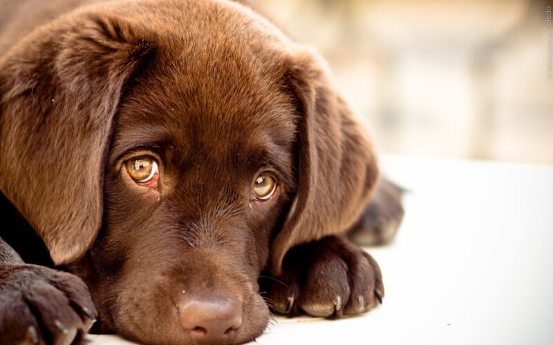 Chocolate Labrador puppy