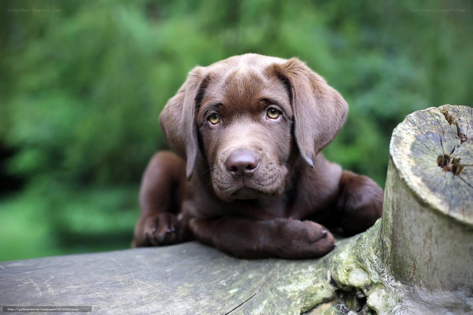 Chocolate Labrador puppy