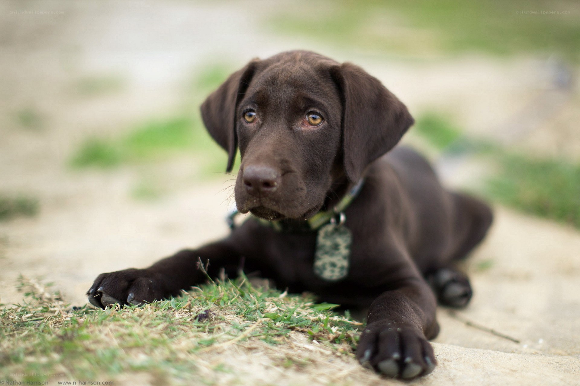 Chocolate Labrador puppy
