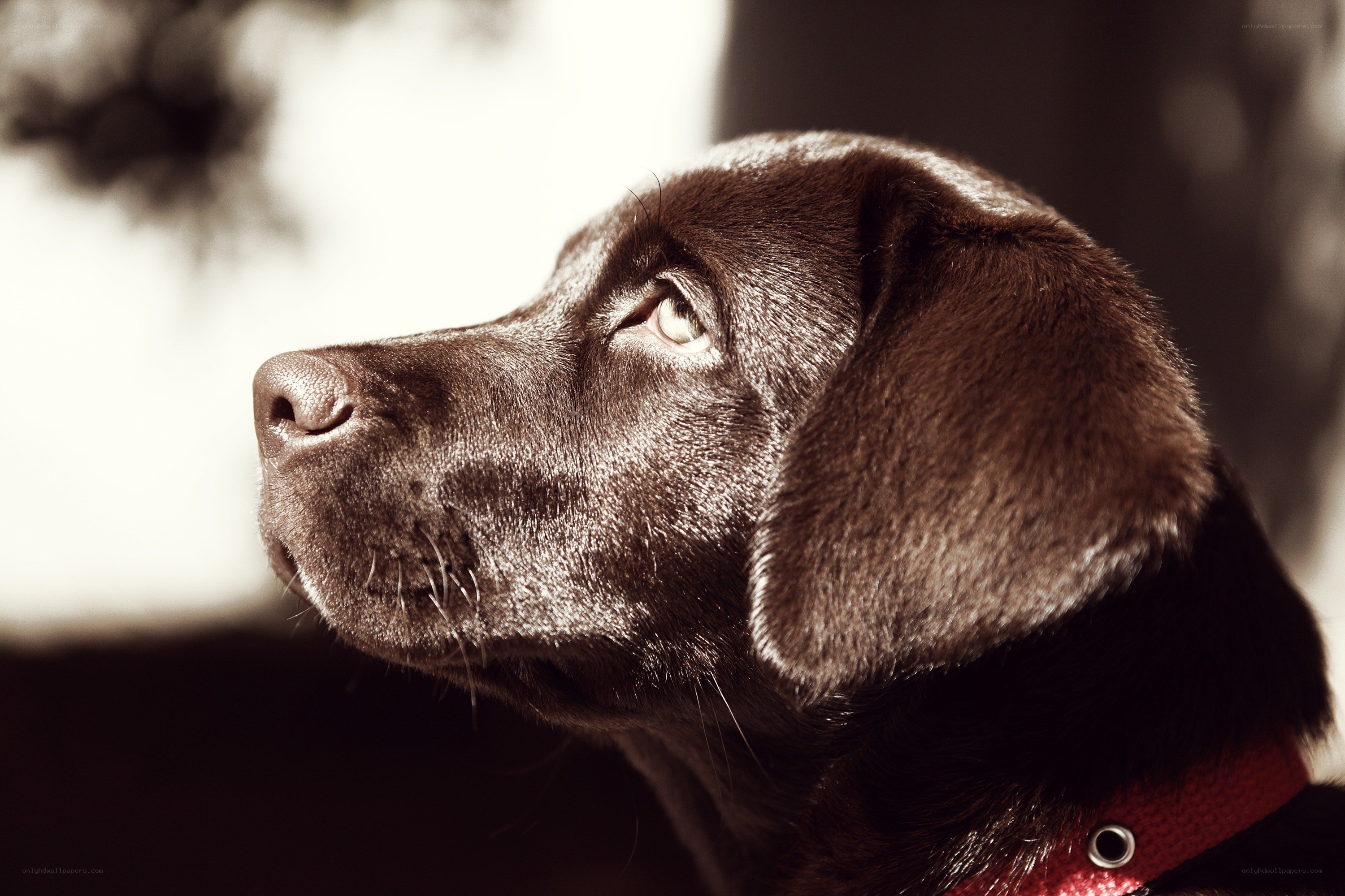 Chocolate Labrador Puppy