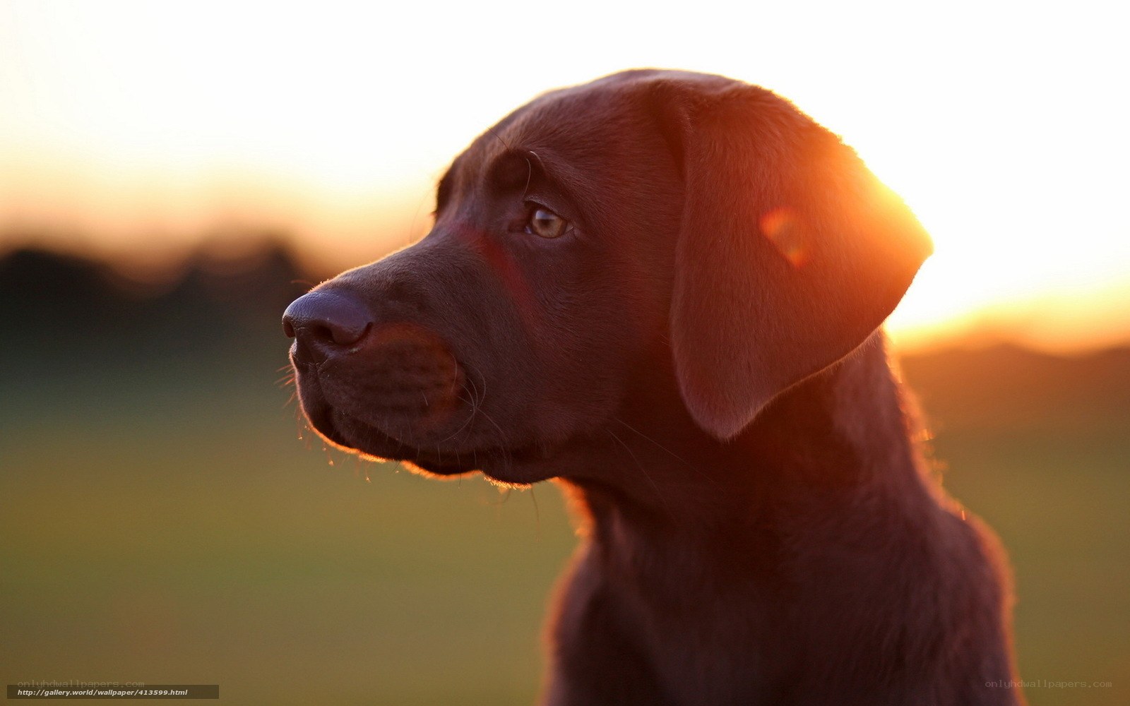 Chocolate Labrador puppy at sunset