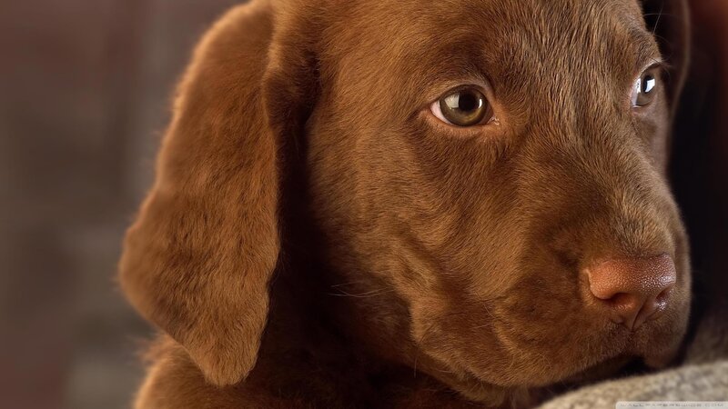 Chocolate Labrador Puppy — Brown, Calm, Photograph, Dog
