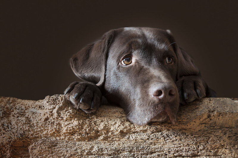 Chocolate Labrador Puppy — Brown, Calm, Photograph