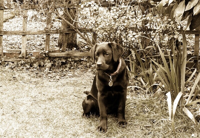 Chocolate Labrador Puppy — Brown, Calm