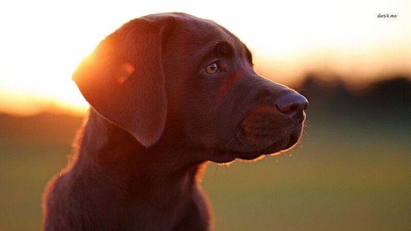 Chocolate Labrador Puppy — Brown, Serene, Sunset
