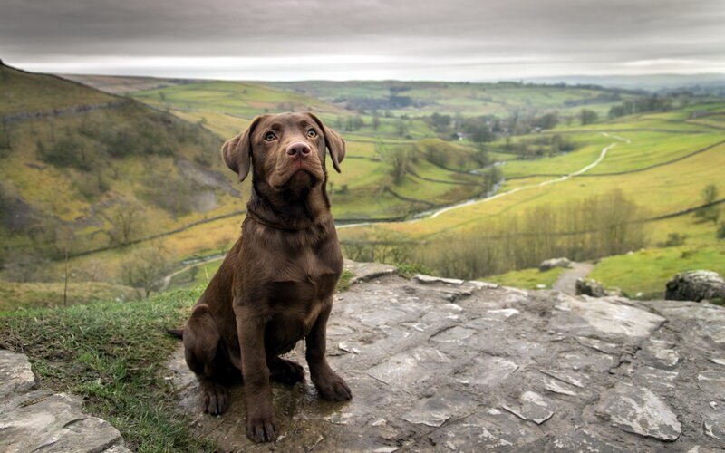 Chocolate Labrador Puppy — Brown, Serene
