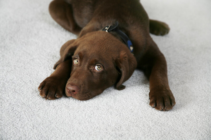Chocolate Labrador Puppy — Brown
