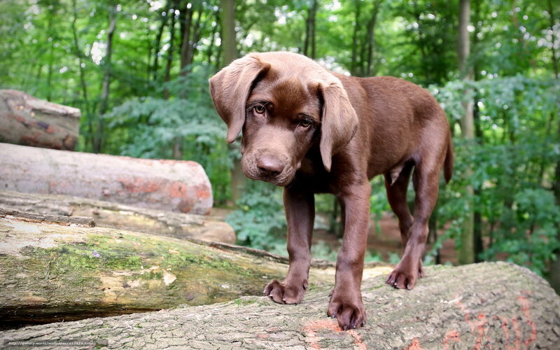 Chocolate Labrador puppy in forest