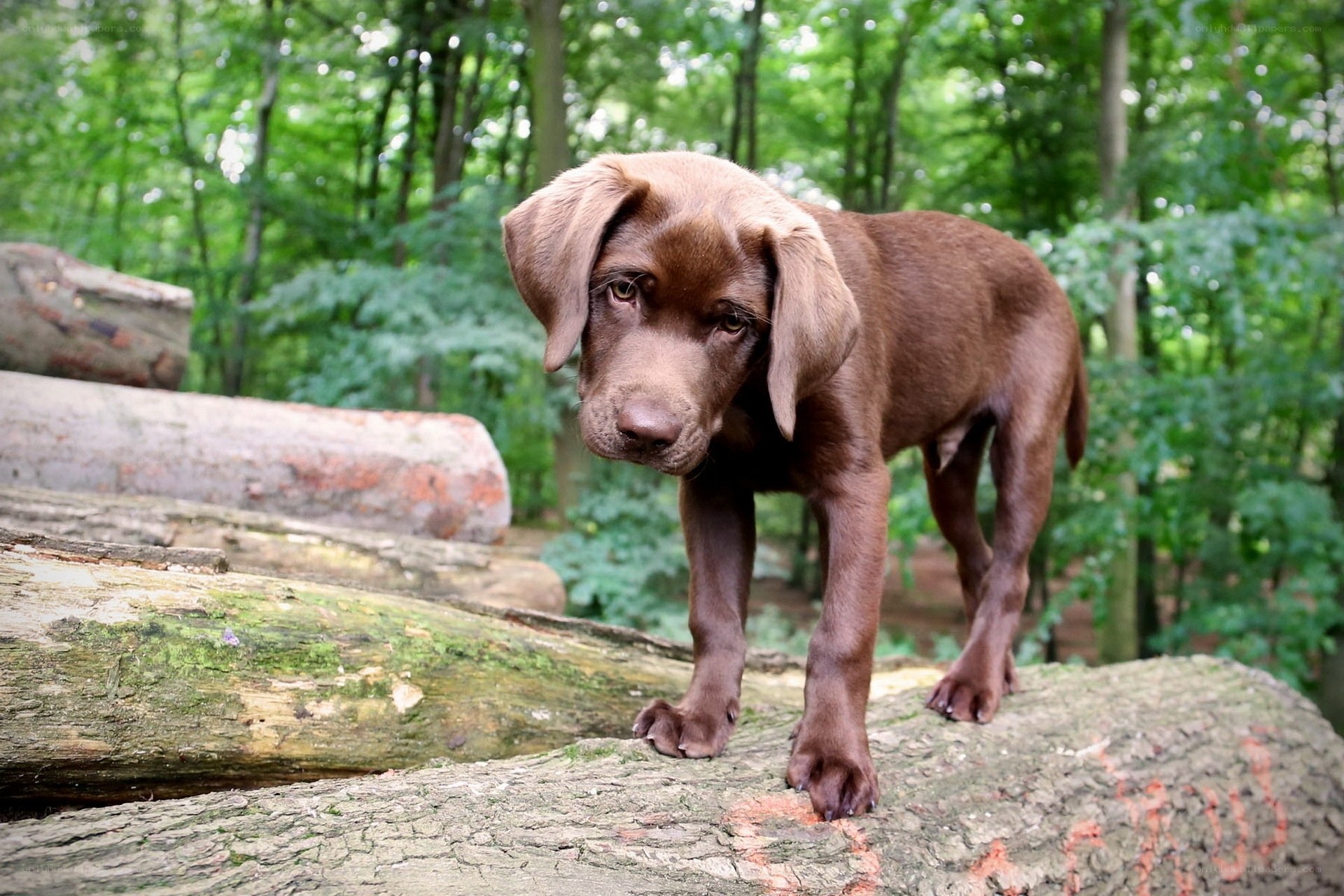Chocolate Labrador puppy in forest