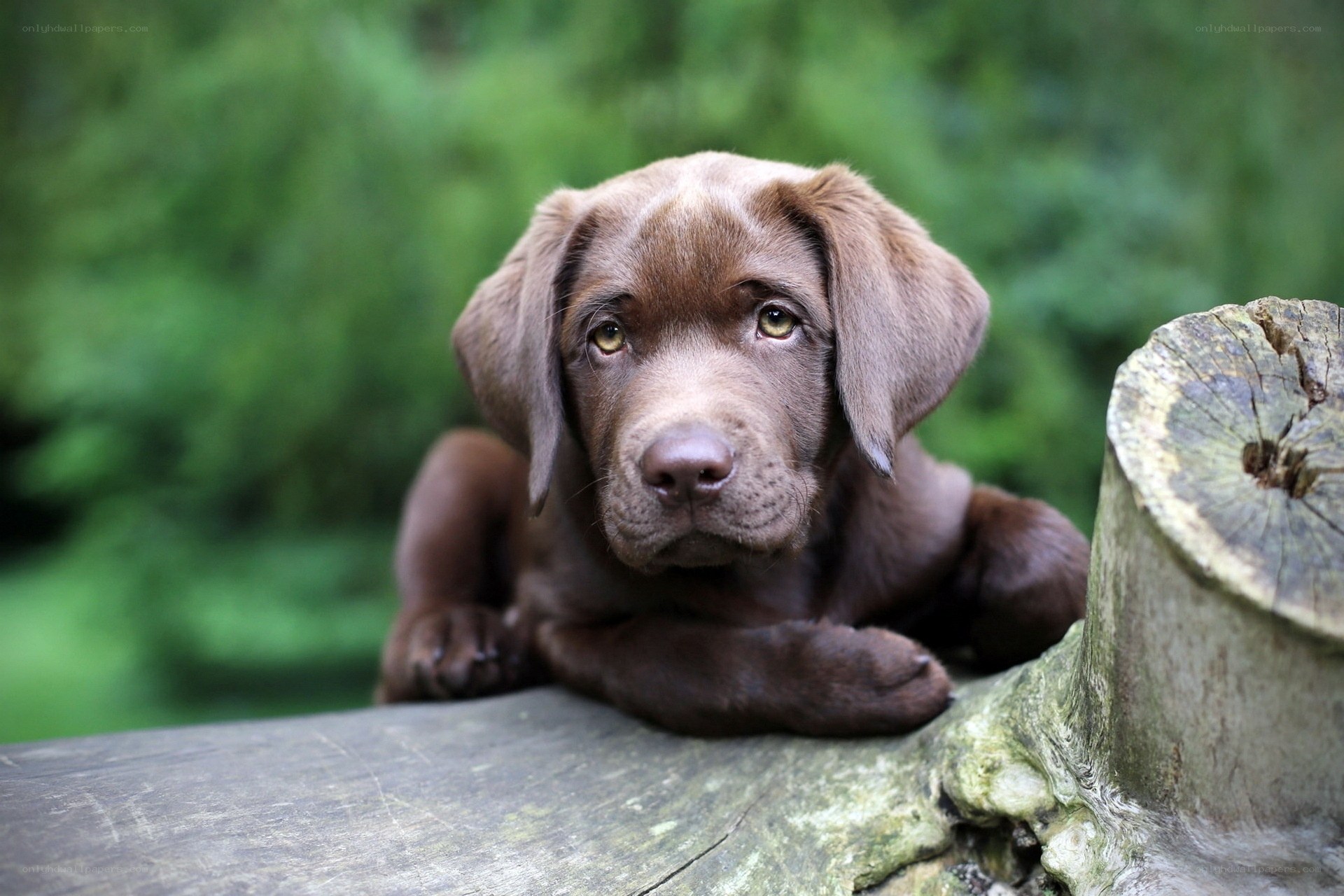 Chocolate Labrador puppy