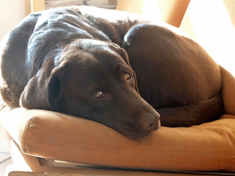 Chocolate Labrador resting on cushion