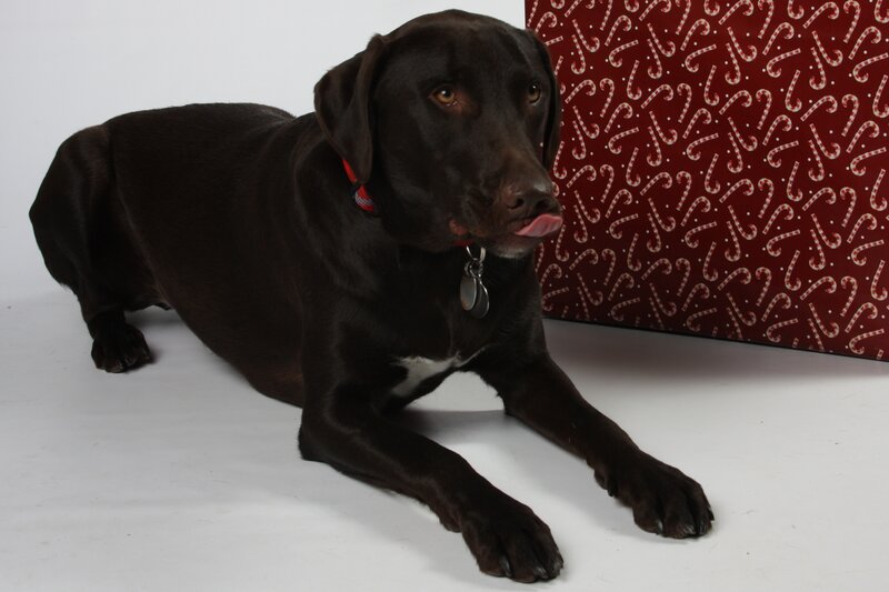 Chocolate Labrador Retriever — Black