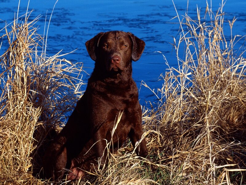 Chocolate Labrador Retriever — Brown, Calm, Afternoon