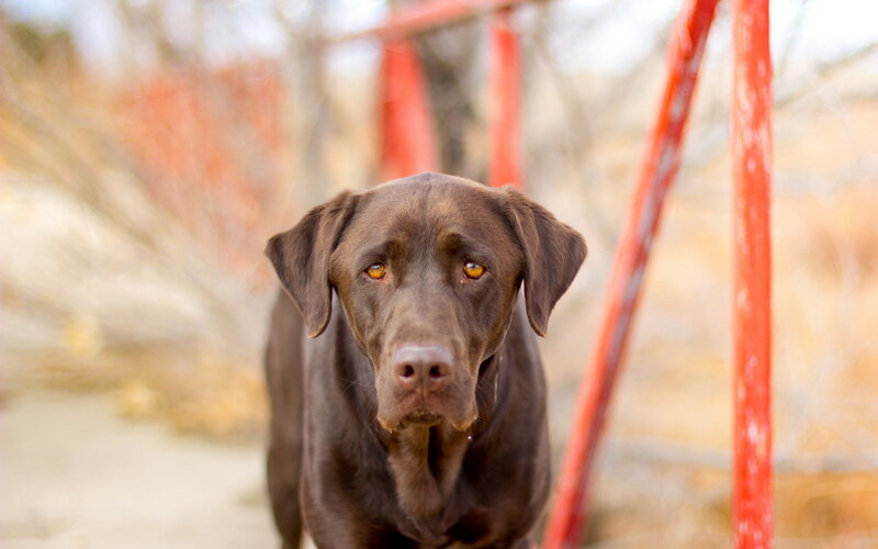 Chocolate Labrador Retriever — Brown, Calm, Autumn