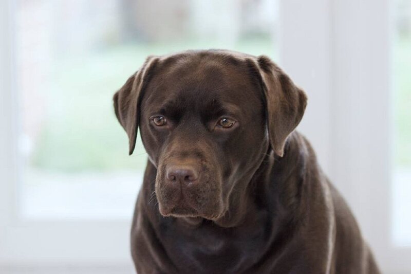 Chocolate Labrador Retriever — Brown, Calm, Photograph
