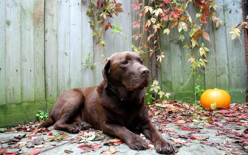 Chocolate Labrador Retriever — Brown, Calm