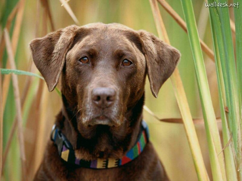 Chocolate Labrador Retriever — Brown