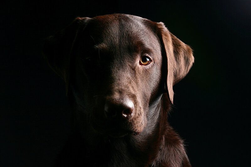 Chocolate Labrador Retriever Portrait