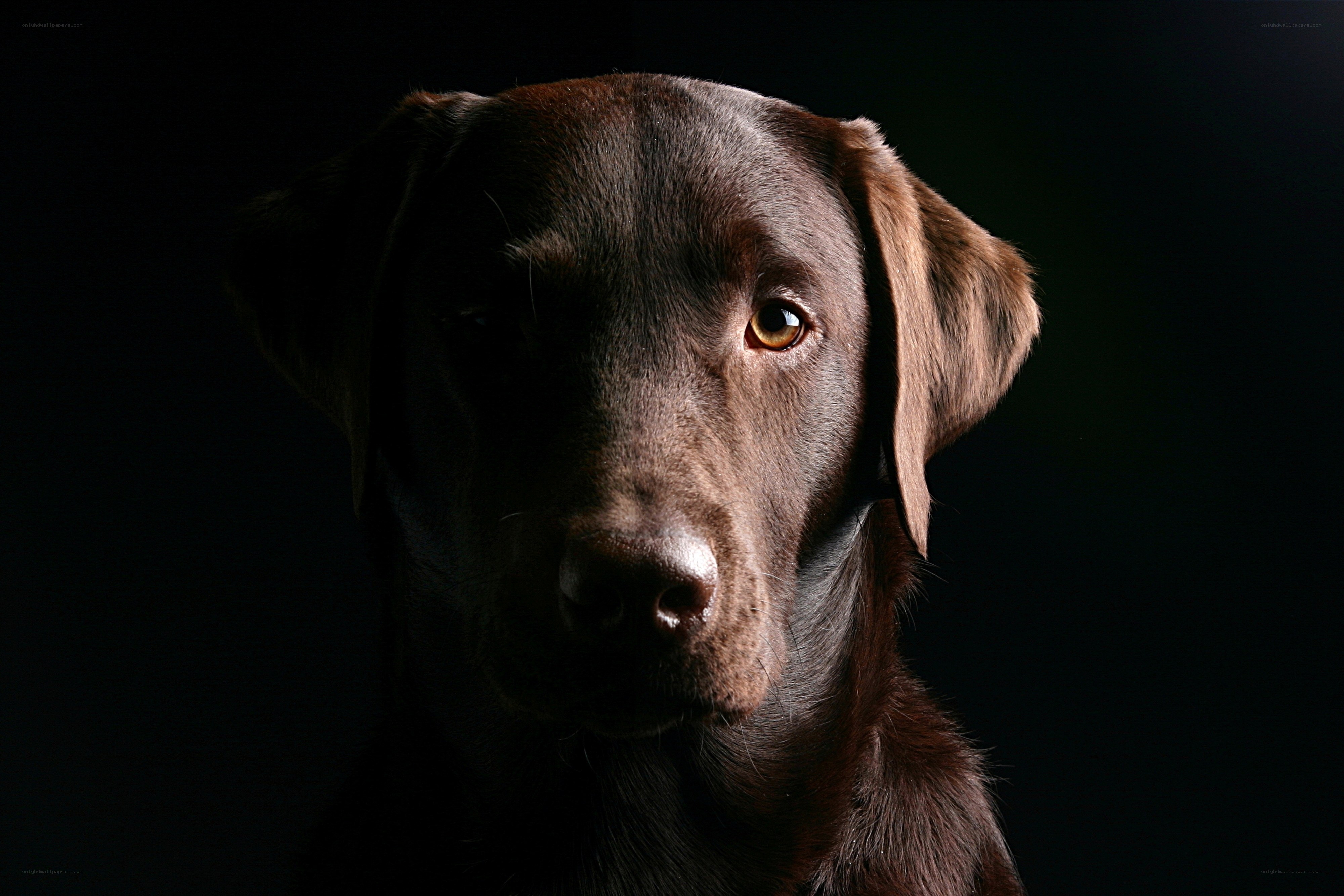 Chocolate Labrador Retriever Portrait