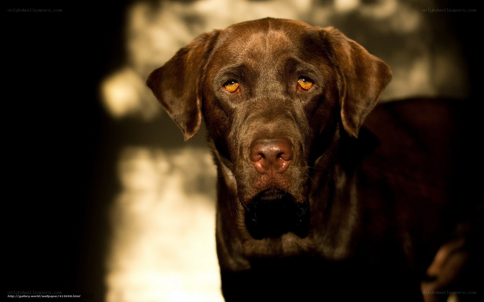 Chocolate Labrador Retriever