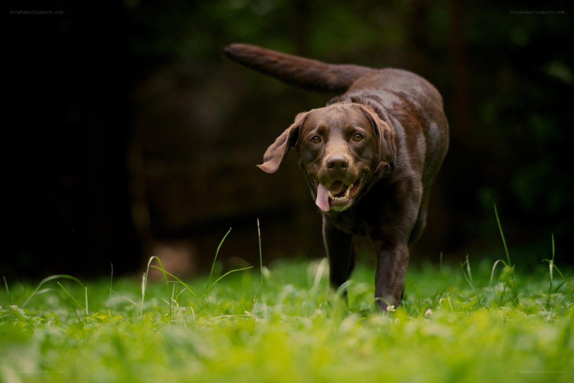 Chocolate Labrador running in grass