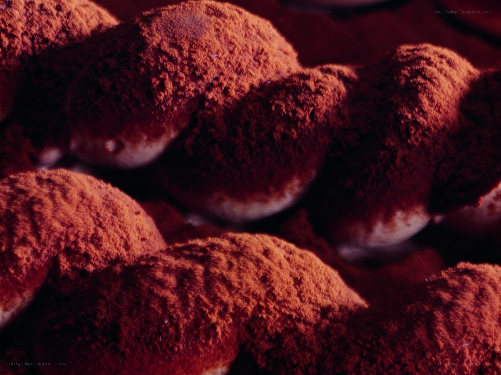 chocolate truffles dusted with cocoa