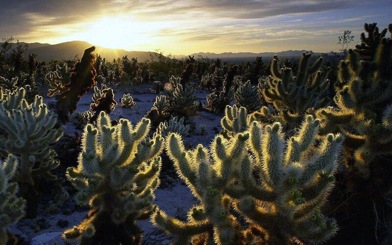 Cholla Cacti in Desert