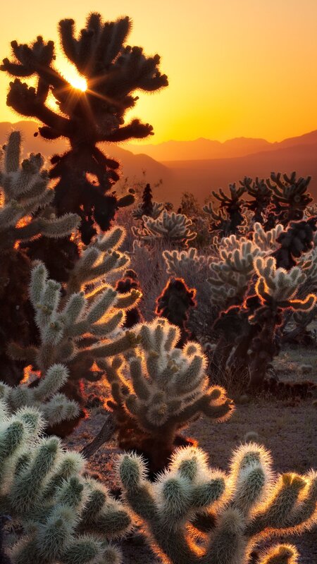 Cholla Cactus at Sunset