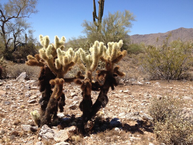 Cholla Cactus Cluster