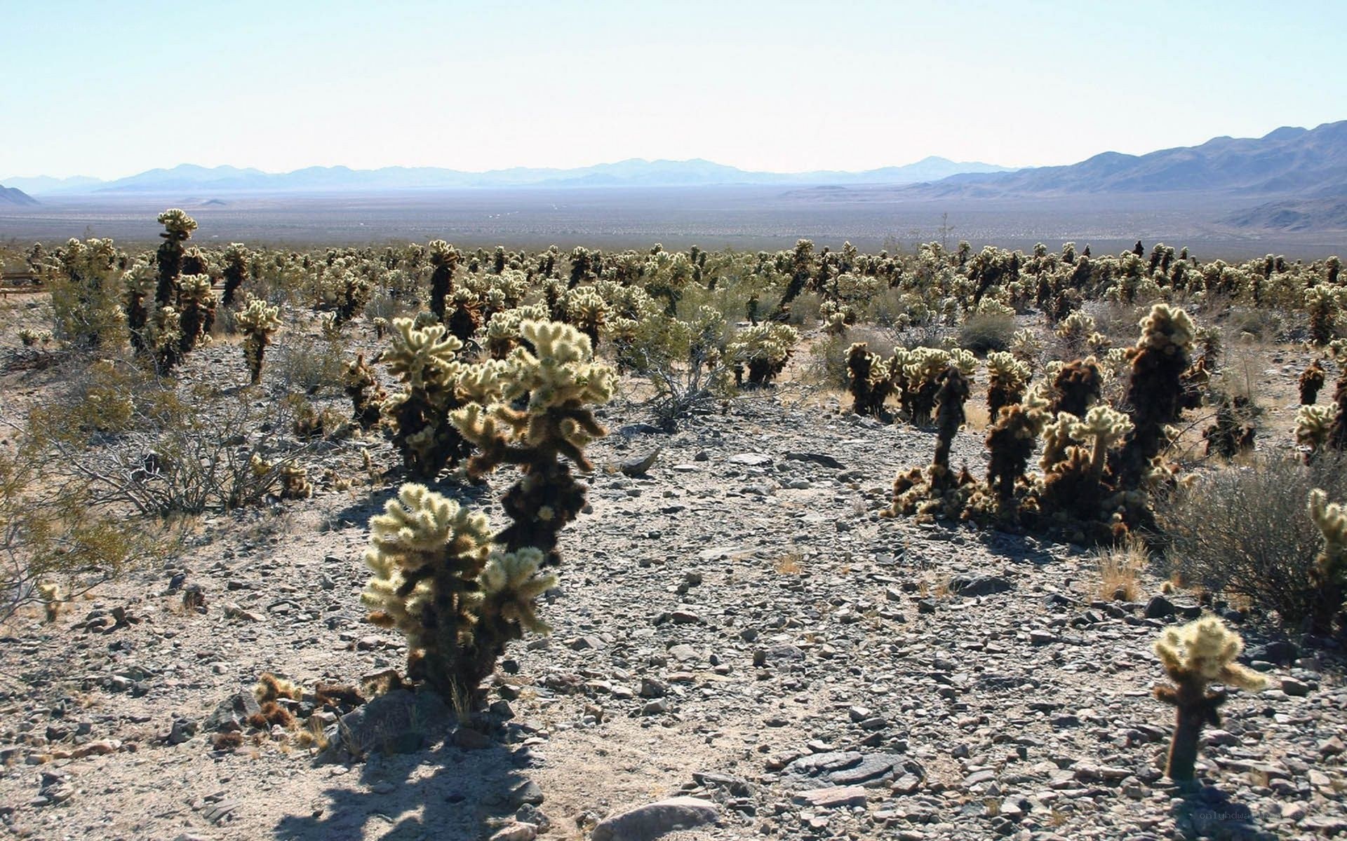 Cholla cactus forest in desert