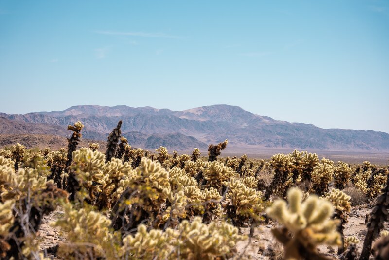 Cholla Cactus Forest