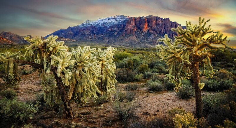 Cholla Cactus in Desert — Green, Dramatic